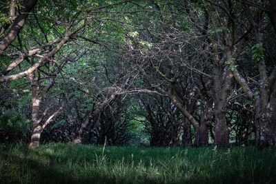 Trees on field in forest
