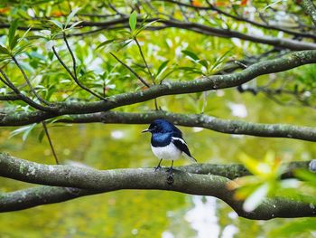 Bird perching on tree branch