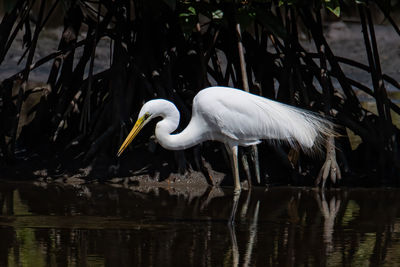 View of birds in lake