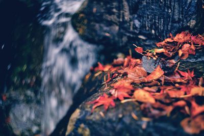 Close-up of autumn leaves on rock