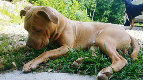 Close-up of dog lying on grass