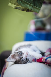 Cute kitten relaxing on sofa at home