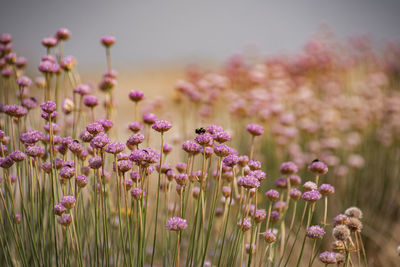 Close-up of flowering plants on field