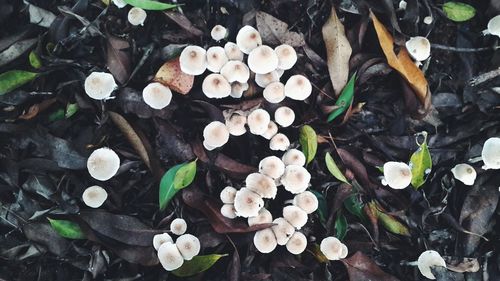 Close-up of white flowers