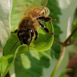 Close-up of honey bee pollinating flower