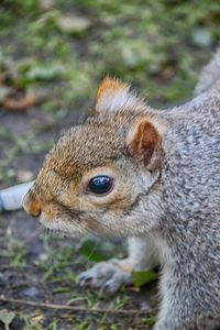 Close-up of squirrel