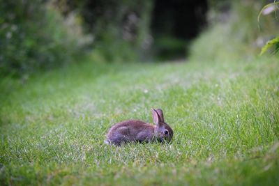 Close-up of lizard on field