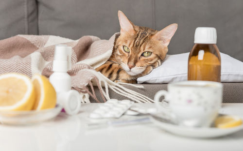 Portrait of cat sitting on table