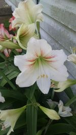 Close-up of flowers in bloom