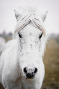 Portrait of a horse