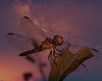 Close-up of dragonfly on leaf