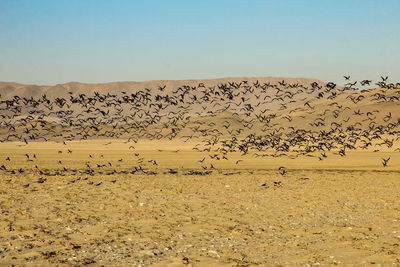 Evening landscapes of paracas national reserve park, peru