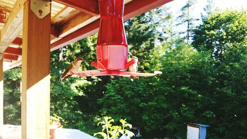 Hummingbirds on bird feeder