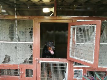 Dog in cage