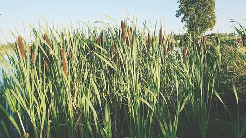 Close-up of stalks in field against sky