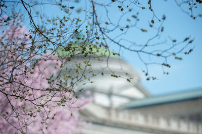 Low angle view of cherry blossom against sky