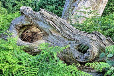 Close-up of tree trunk