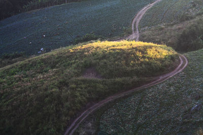 Road amidst plants and land