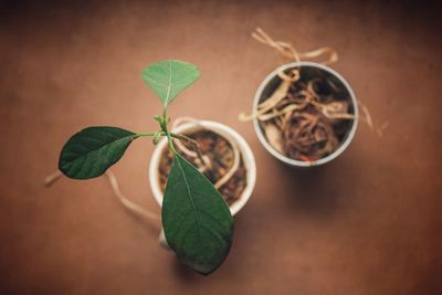 High angle view of plant on table