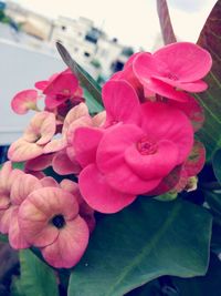 Close-up of pink flowers blooming outdoors