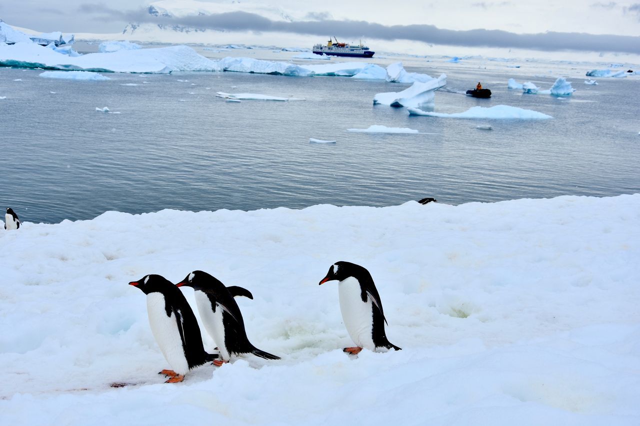 SCENIC VIEW OF ICE ON FROZEN LANDSCAPE