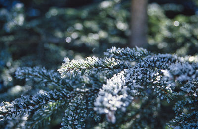 Conifer branch covered with frozen snow