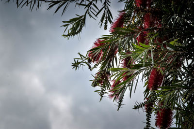 Low angle view of palm tree against sky