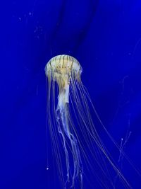 Close-up of jellyfish swimming in aquarium 