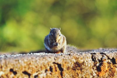 Cute squirrel 