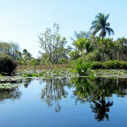 Reflection of palm trees in lake