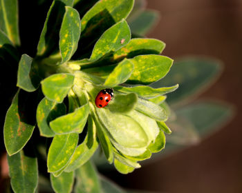 Close-up of ladybug on leaf