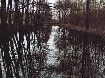 Reflection of trees in lake