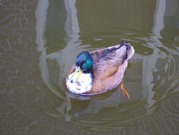 High angle view of duck swimming in lake