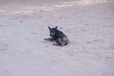 Cat on sand
