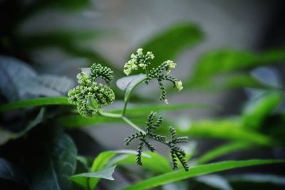 Close-up of flowering plant