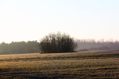 Trees on field against clear sky