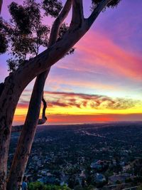 Close-up of tree trunk during sunset