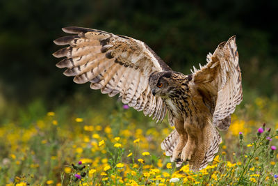 Close-up of owl flying over wildflowers