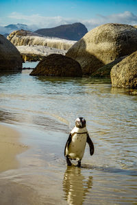 View of duck in lake