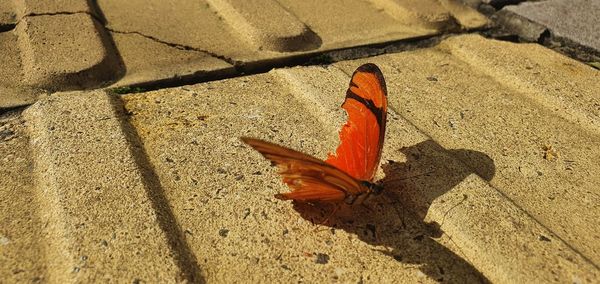 High angle view of butterfly on footpath