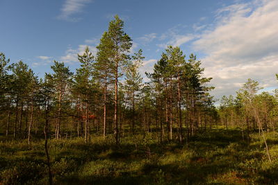 Trees on field against sky