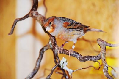 Close-up of bird perching on branch