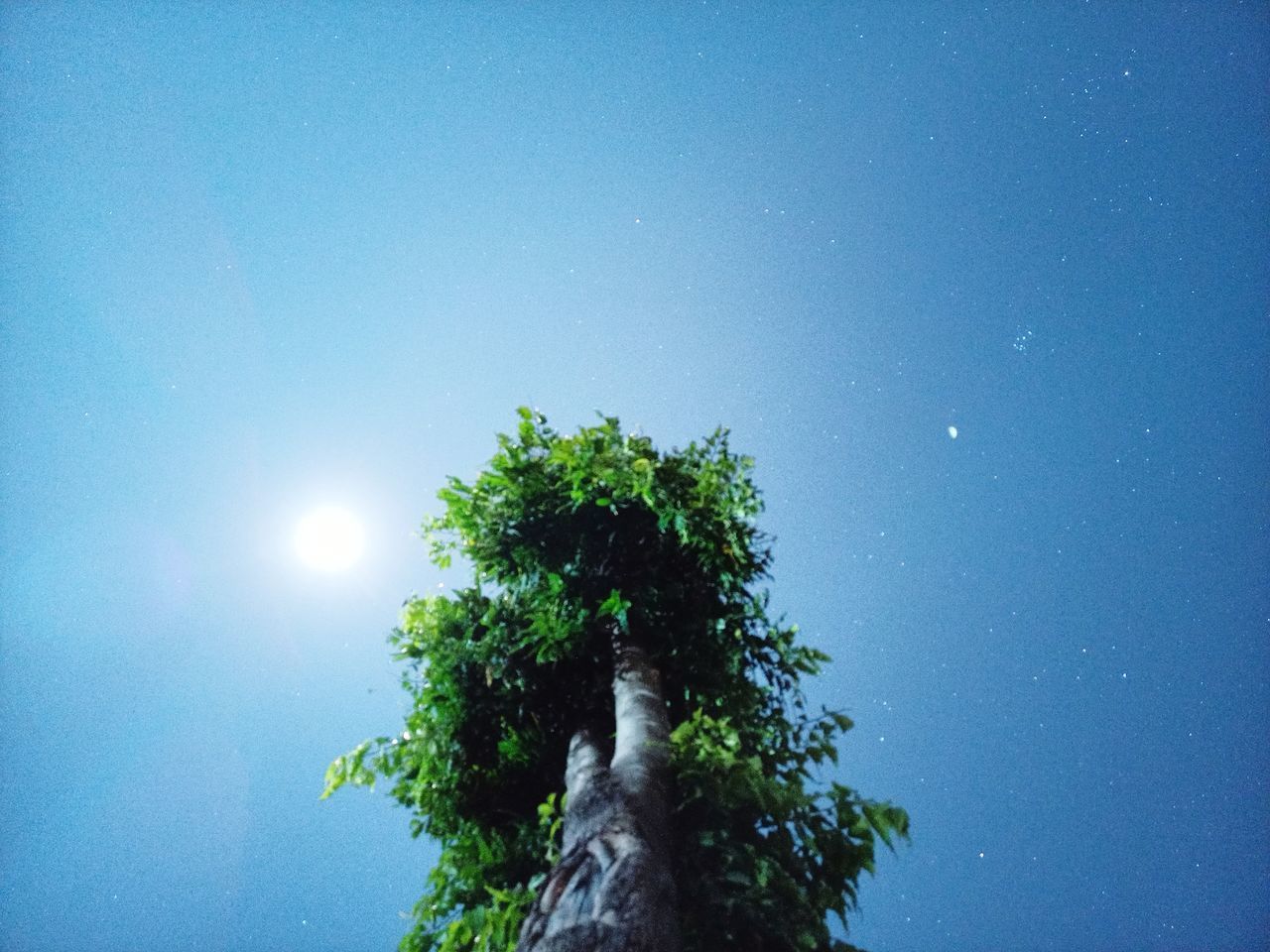 LOW ANGLE VIEW OF PLANTS AGAINST CLEAR BLUE SKY