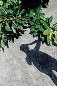 Plant growing on wall