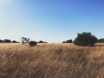 Scenic view of field against clear sky