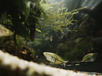 Close-up of turtle in water