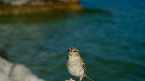 Close-up of bird perching on rock