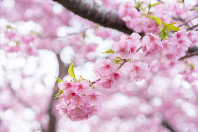 Close-up of pink cherry blossoms in spring