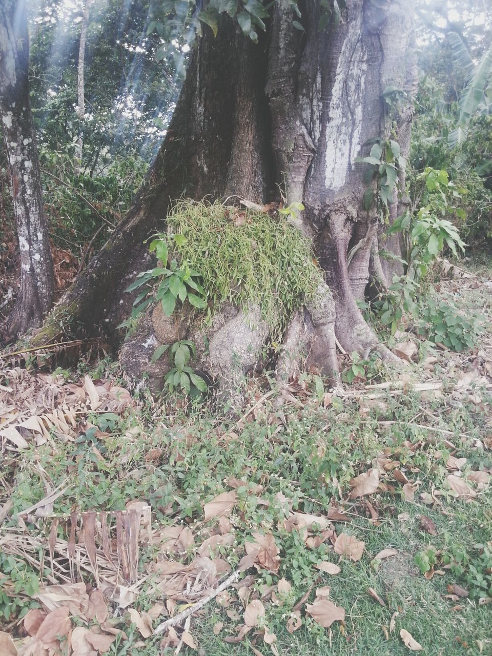 tree, forest, growth, tranquility, nature, tree trunk, tranquil scene, beauty in nature, woodland, scenics, sunlight, moss, green color, plant, non-urban scene, day, rock - object, outdoors, growing, no people