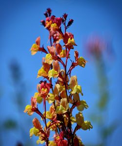 Close-up of yellow flowers against blue sky